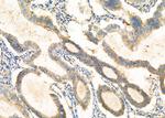 GNA15 Antibody in Immunohistochemistry (Paraffin) (IHC (P))