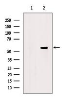 GNA15 Antibody in Western Blot (WB)