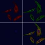 NCF4 Polyclonal Antibody