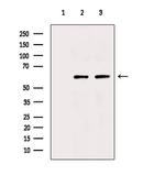 TNFRSF11B Polyclonal Antibody