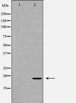 REG3A Polyclonal Antibody