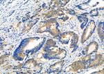Sorbitol Dehydrogenase Antibody in Immunohistochemistry (Paraffin) (IHC (P))