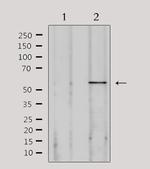SPAM1 Polyclonal Antibody