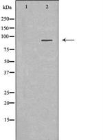 MALT1 Polyclonal Antibody