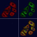ELSPBP1 Antibody in Immunocytochemistry (ICC/IF)
