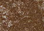 KBTBD3 Antibody in Immunohistochemistry (Paraffin) (IHC (P))