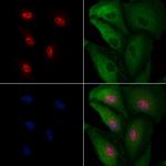 SPDYA Polyclonal Antibody
