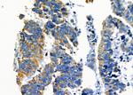 SPDYA Antibody in Immunohistochemistry (Paraffin) (IHC (P))