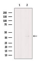 SPDYA Antibody in Western Blot (WB)