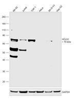 HCLS1 Polyclonal Antibody