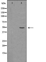 MKK7 Polyclonal Antibody