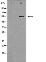 RAPGEF3 Polyclonal Antibody