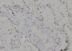 H3K79me3 Polyclonal Antibody