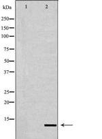 Histone H4 Polyclonal Antibody