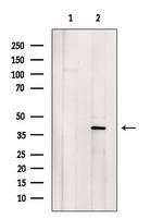 GNAO1 Polyclonal Antibody