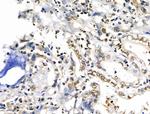 HEF1 Antibody in Immunohistochemistry (Paraffin) (IHC (P))