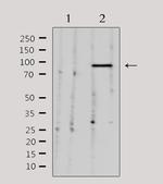 HEF1 Antibody in Western Blot (WB)
