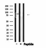 HEF1 Antibody in Western Blot (WB)