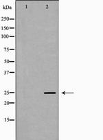PRG2 Antibody in Western Blot (WB)