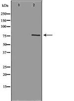 cGKI Polyclonal Antibody
