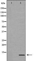SUMO2 Antibody in Western Blot (WB)