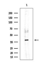 SUMO2 Antibody in Western Blot (WB)
