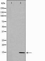 CCL28 Polyclonal Antibody