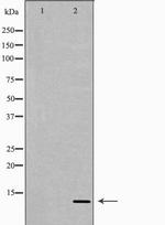NRG4 Polyclonal Antibody