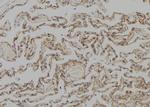 Cytokeratin 4 Antibody in Immunohistochemistry (Paraffin) (IHC (P))