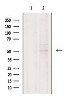 CNTFR Polyclonal Antibody