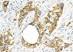 FAM81B Antibody in Immunohistochemistry (Paraffin) (IHC (P))