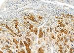 FAM81B Antibody in Immunohistochemistry (Paraffin) (IHC (P))