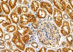 FAM81B Antibody in Immunohistochemistry (Paraffin) (IHC (P))