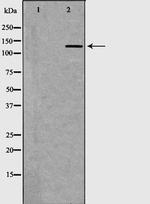 FAM81B Antibody in Western Blot (WB)