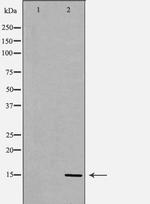 FABP7 Antibody in Western Blot (WB)