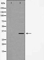 Fra2 Polyclonal Antibody