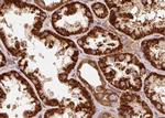 TRAP1 Antibody in Immunohistochemistry (Paraffin) (IHC (P))