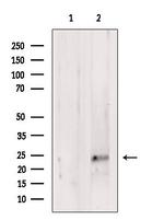 NeuroG3 Antibody in Western Blot (WB)
