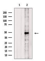 CXCR2 Polyclonal Antibody