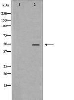 D4 Dopamine Receptor Polyclonal Antibody