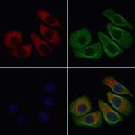 ENPP7 Polyclonal Antibody