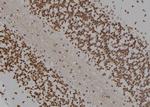 HOXC8 Antibody in Immunohistochemistry (Paraffin) (IHC (P))