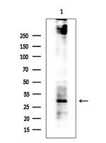 IGFBP7 Antibody in Western Blot (WB)