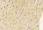 Kallikrein 5 Antibody in Immunohistochemistry (Paraffin) (IHC (P))