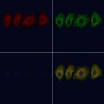 SLC16A4 Polyclonal Antibody