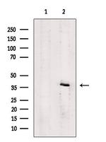 P2Y4 Polyclonal Antibody