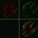 PDK4 Polyclonal Antibody