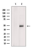 PDK4 Antibody in Western Blot (WB)