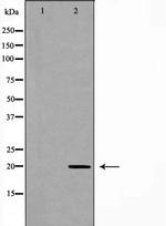 RAMP2 Antibody in Western Blot (WB)