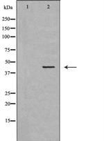 TCF7 Polyclonal Antibody
